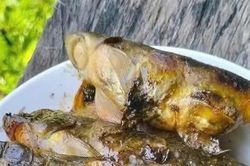 Cá sứt - món độc đáo trong ẩm thực vùng cao