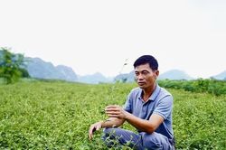 Phú Thọ định hướng phát triển 8.000 ha cây dược liệu