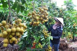 Lóng Phiêng làm giàu từ cây nhãn