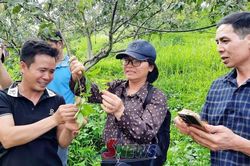 Tập huấn kỹ thuật canh tác mận hậu theo tiêu chuẩn xuất khẩu