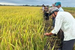 Quảng Điền: Giống lúa HG383 mang lại nhiều triển vọng