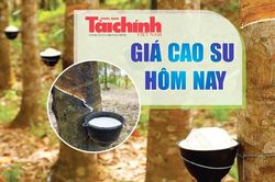 Ngày 19/8: Giá cao su trên các sàn giao dịch chủ chốt tại châu Á đồng loạt tăng