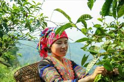 Khi sở hữu trí tuệ thành 'tấm hộ chiếu' để nông sản Lào Cai vươn xa