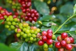 Giá cà phê bật tăng mạnh trên diện rộng