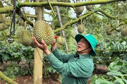 Sầu riêng xuất khẩu: Kết nối 'sợi dây vàng' tại thị trường tiềm năng Trung Quốc