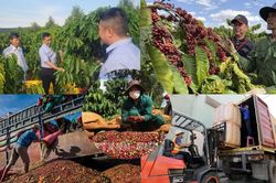 Cà phê Việt bứt tốc: Đòn bẩy EUDR và tham vọng 9 tỷ USD