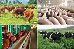 Ng&agrave;nh chăn nu&ocirc;i: Lợi thế cạnh tranh ph&iacute;a sau việc gắn m&atilde; QR