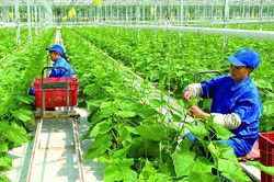 Cần cơ chế tín dụng ưu đãi cho phát triển nông nghiệp xanh