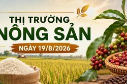 Thị trường nông sản 19/8: Cà phê tăng mạnh, heo hơi giảm