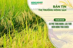 Thị trường nông sản 19/8/2026: Cà phê tăng mạnh, lúa tươi biến động trái chiều