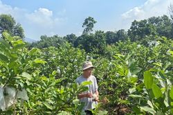 Quảng Ninh: Đặc sắc giống Ổi l&ecirc; Đ&agrave;i Loan tr&ecirc;n địa b&agrave;n phường Y&ecirc;n Tử