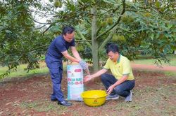 Bí quyết trồng sầu riêng cho nhiều trái loại A, lãi cao