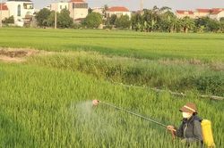 Xã Phú Xuyên hỗ trợ người dân phòng trừ sâu bệnh bảo vệ lúa mùa