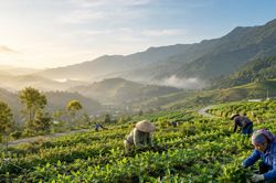 L&agrave;o cai hỗ trợ 1 tỷ đồng/ha trồng dược liệu qu&yacute; hiếm, th&uacute;c đẩy tăng trưởng