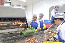 Cà Mau: Đưa tôm càng xanh xuất ngoại