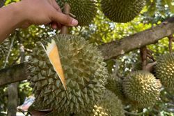 Sản lượng tăng 'n&oacute;ng', ng&agrave;nh sầu ri&ecirc;ng đối mặt loạt điểm nghẽn