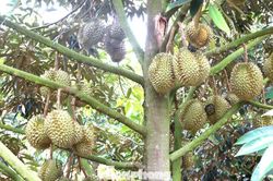 Nhận vơ vườn sầu riêng để lừa hơn 6 tỷ đồng
