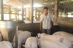 Chăn nuôi Bắc Ninh giữ đà tăng trưởng, chủ động 'lá chắn' dịch bệnh