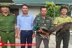 Người dân giao nộp 2 cá thể công quý hiếm
