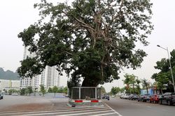 Lý do cây đa trăm tuổi đứng giữa đường bao biển đẹp nhất Quảng Ninh