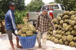 Phó Cục trưởng cảnh báo: Sầu riêng phát triển quá nóng, nguy cơ khủng hoảng thừa