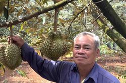 Trung Quốc phê duyệt 140 mã số vùng trồng, 31 mã đóng gói cho sầu riêng Đắk Lắk