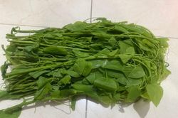 5 loại c&acirc;y c&oacute; t&ecirc;n lạ l&agrave; vị thuốc nhiều t&aacute;c dụng bất ngờ