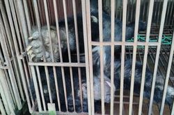 Hơn 8.000 người dân Hà Nội mong muốn thủ đô không còn nạn nuôi nhốt gấu lấy mật