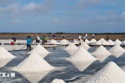 Nghề muối ở Bạc Liêu: Từ nghề truyền thống đến di sản văn hóa phi vật thể quốc gia
