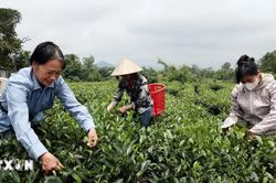 Th&aacute;i Nguy&ecirc;n: Khoa học, c&ocirc;ng nghệ mở hướng ph&aacute;t triển kinh tế tập thể bền vững