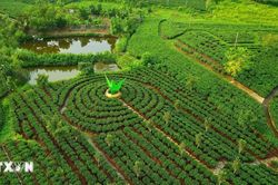 Th&aacute;i Nguy&ecirc;n lập hồ sơ đề nghị ghi danh Tri thức d&acirc;n gian 'Văn h&oacute;a tr&agrave; Th&aacute;i Nguy&ecirc;n'