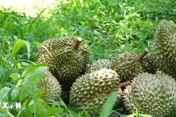Trung Quốc ph&ecirc; duyệt th&ecirc;m nhiều m&atilde; số v&ugrave;ng trồng, cơ sở đ&oacute;ng g&oacute;i n&ocirc;ng sản Việt Nam