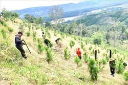 Gia Lai: Dự kiến phát triển mới hơn 20.000 ha rừng trồng gỗ lớn