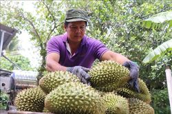 Gỡ điểm nghẽn, xây dựng chuỗi giá trị sầu riêng bền vững