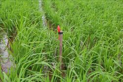 Cảnh báo hiểm họa từ bẫy điện diệt chuột trên đồng ruộng