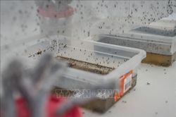 Sốt xuất huyết gia tăng tại Trung Mỹ