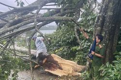Lâm Đồng khẩn trương khắc phục thiệt hại sau mưa lớn, gió giật mạnh