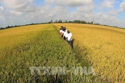Khuyến nông vào cuộc hỗ trợ đăng ký mã số vùng trồng, cơ sở đóng gói