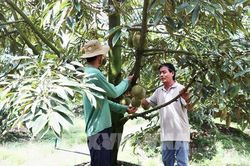 Gỡ điểm nghẽn ngành hàng sầu riêng sau tăng trưởng nóng