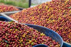 Giá nông sản hôm nay (20/8): Giá thịt lợn hơi bật tăng, cà phê đồng loạt tăng 1.500 đồng/kg,