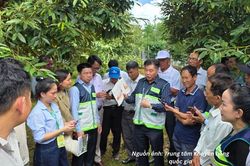 Hướng dẫn c&aacute;ch đăng k&yacute; điện tử m&atilde; số v&ugrave;ng trồng, m&atilde; số cơ sở đ&oacute;ng g&oacute;i