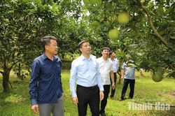 Xã Đồng Lương chú trọng thu hút đầu tư, tăng cường liên kết giữa người dân với doanh nghiệp