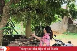 Tiếng kẻng báo lũ
