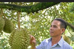 Đắk Lắk thúc đẩy hợp tác chuỗi cung ứng sầu riêng xuất khẩu sang Trung Quốc