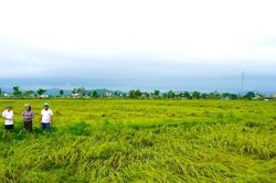 H&agrave; Tĩnh: Mưa lớn g&acirc;y ngập &uacute;ng khiến hơn 430 ha l&uacute;a h&egrave; thu bị ngập, đổ ng&atilde;