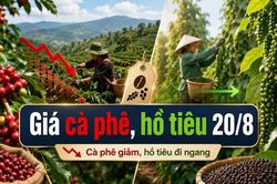 Hôm nay 20/8: Giá cà phê giảm, giá tiêu đi ngang