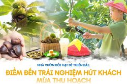 Nhà vườn Đồi hạt dẻ Thiên Đài: Điểm đến trải nghiệm hút khách mùa thu hoạch