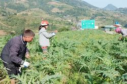 Từ 20/8/2026, mô hình khuyến nông tại vùng khó khăn được hỗ trợ tối đa 100% chi phí