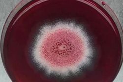 Nghiên cứu của Malaysia: Nấm Nam Cực mở ra hy vọng mới về thuốc điều trị Alzheimer