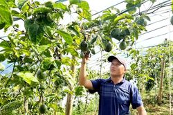 Hiệu quả c&aacute;c chương tr&igrave;nh mục ti&ecirc;u quốc gia tại Bắc H&agrave;